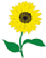 Sonnenblume
